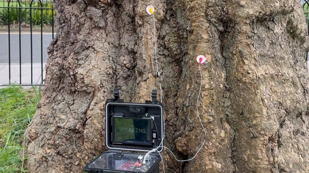 Talking Tree project in Dublin – an AI-powered environmental awareness initiative using real-time data from a 200-year-old tree.